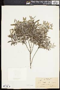 Salix tristis image