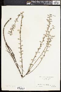 Salix tristis image