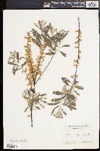 Salix tristis image