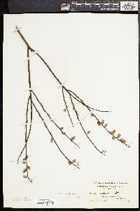 Salix tristis image