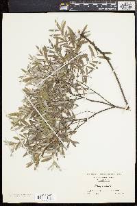 Salix tristis image