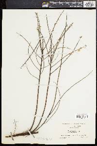 Salix tristis image