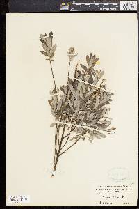 Salix tristis image