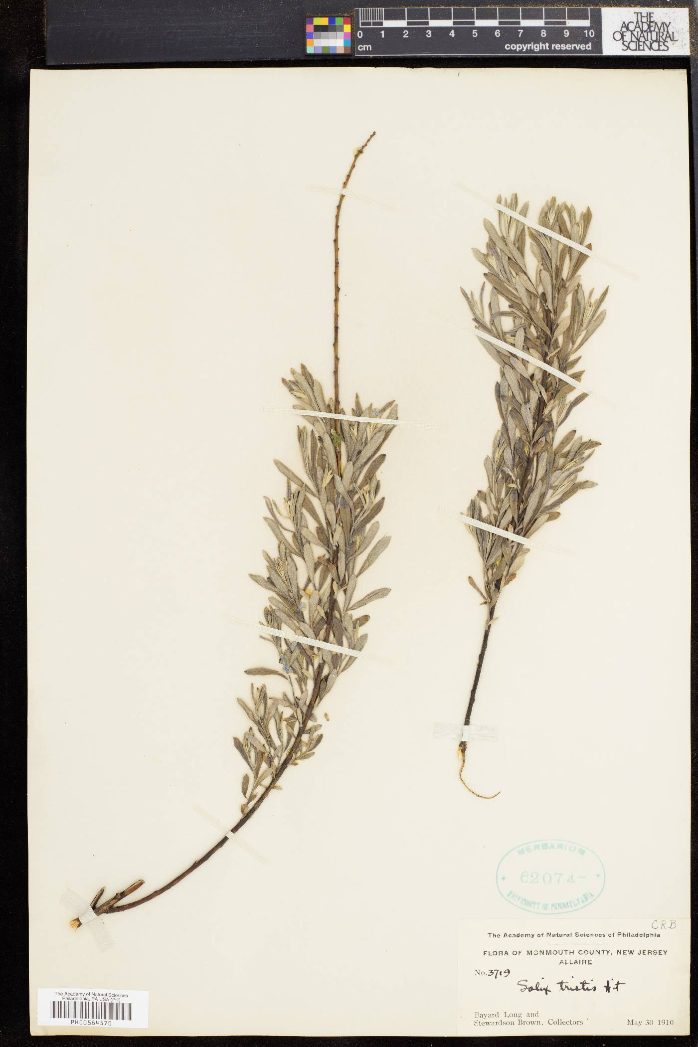 Salix tristis image