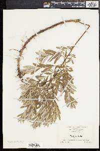 Salix tristis image