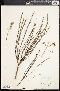 Salix tristis image