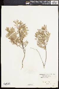 Salix tristis image