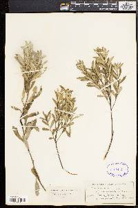 Salix tristis image