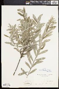 Salix tristis image