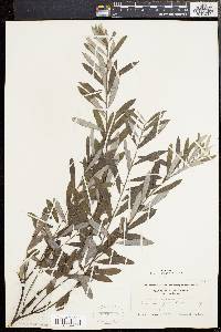 Salix tristis image