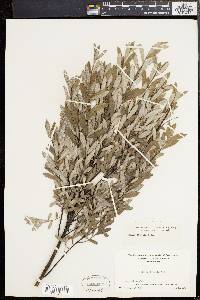 Salix tristis image