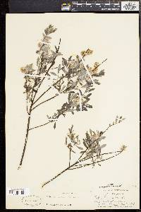 Salix tristis image