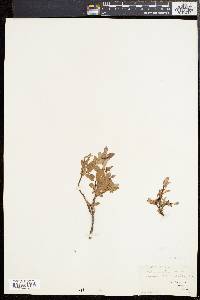 Image of Salix uva-ursi