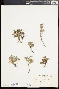 Salix uva-ursi image