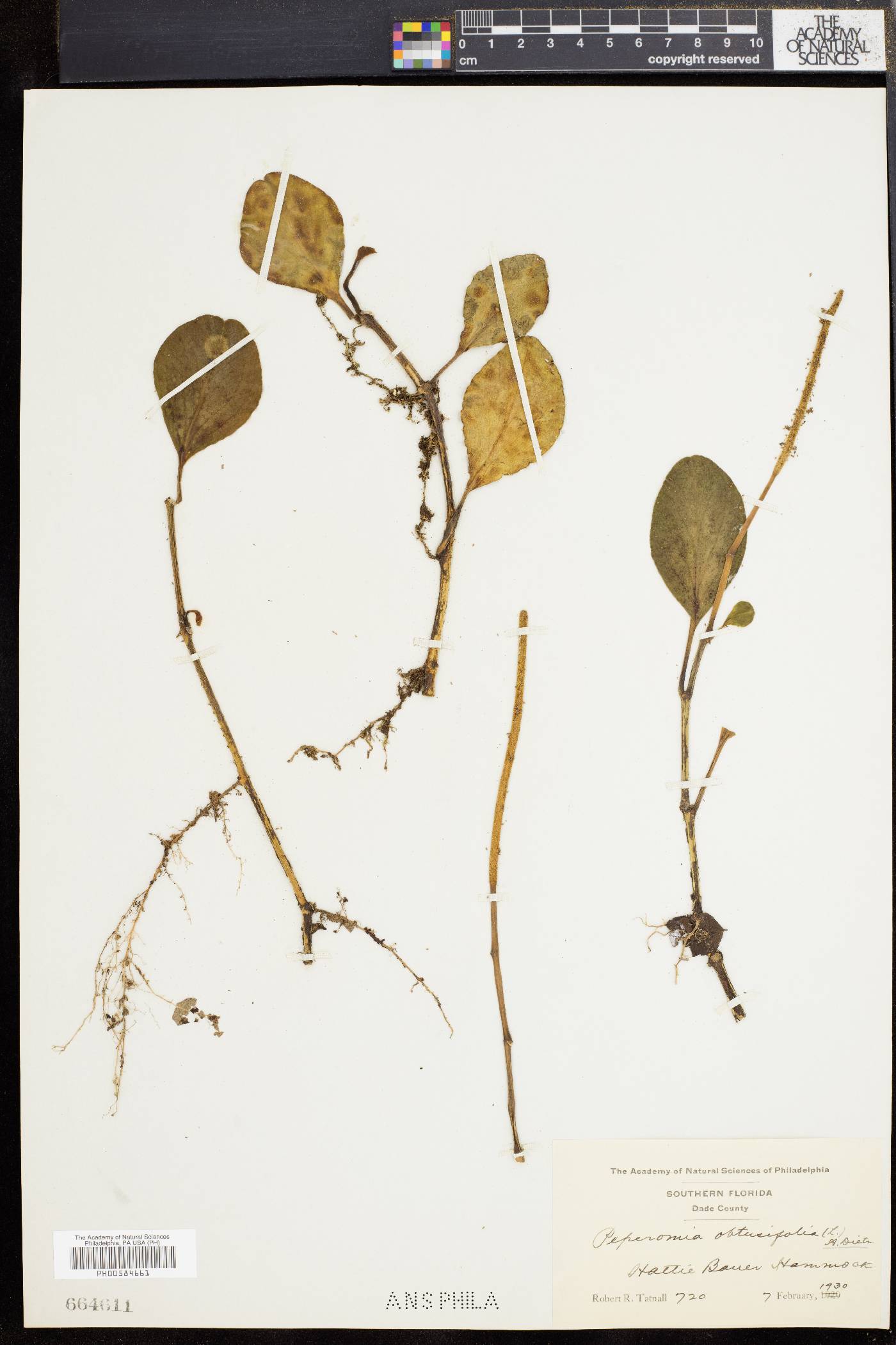 Peperomia obtusifolia image