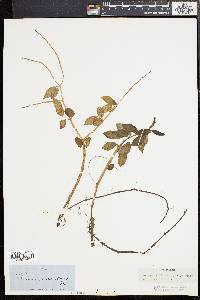 Peperomia blanda image
