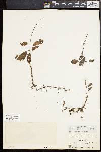 Peperomia blanda image