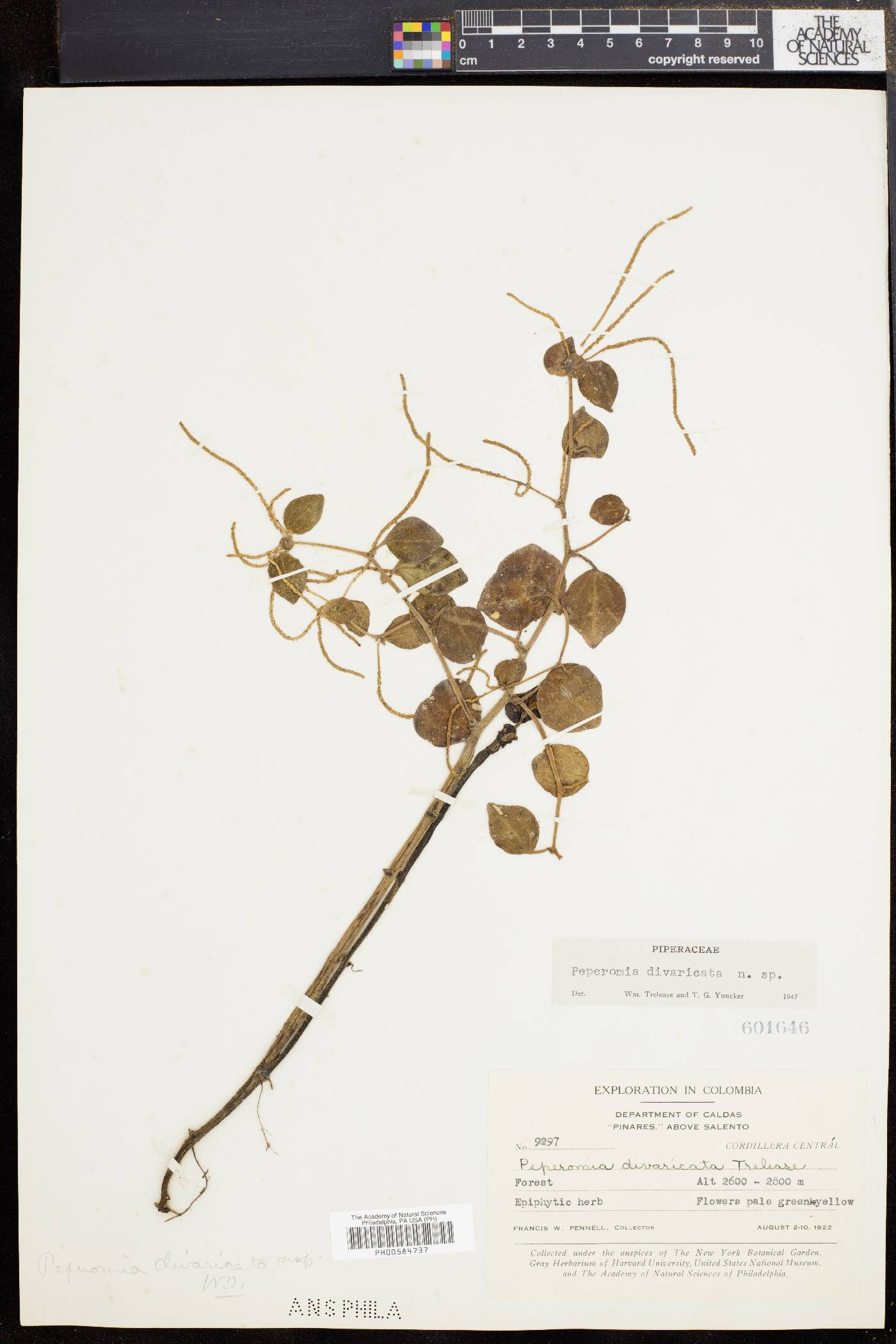 Peperomia divaricata image