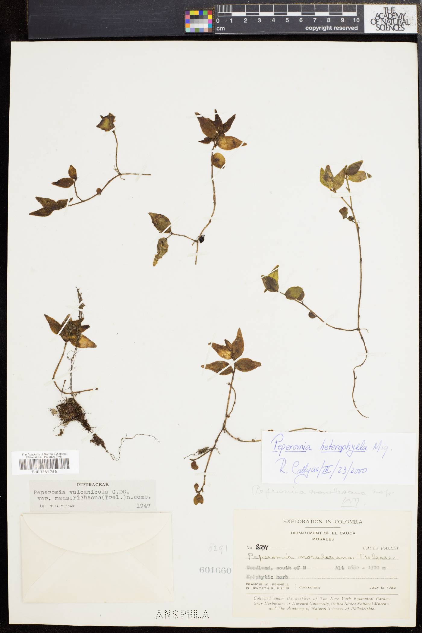 Peperomia heterophylla image