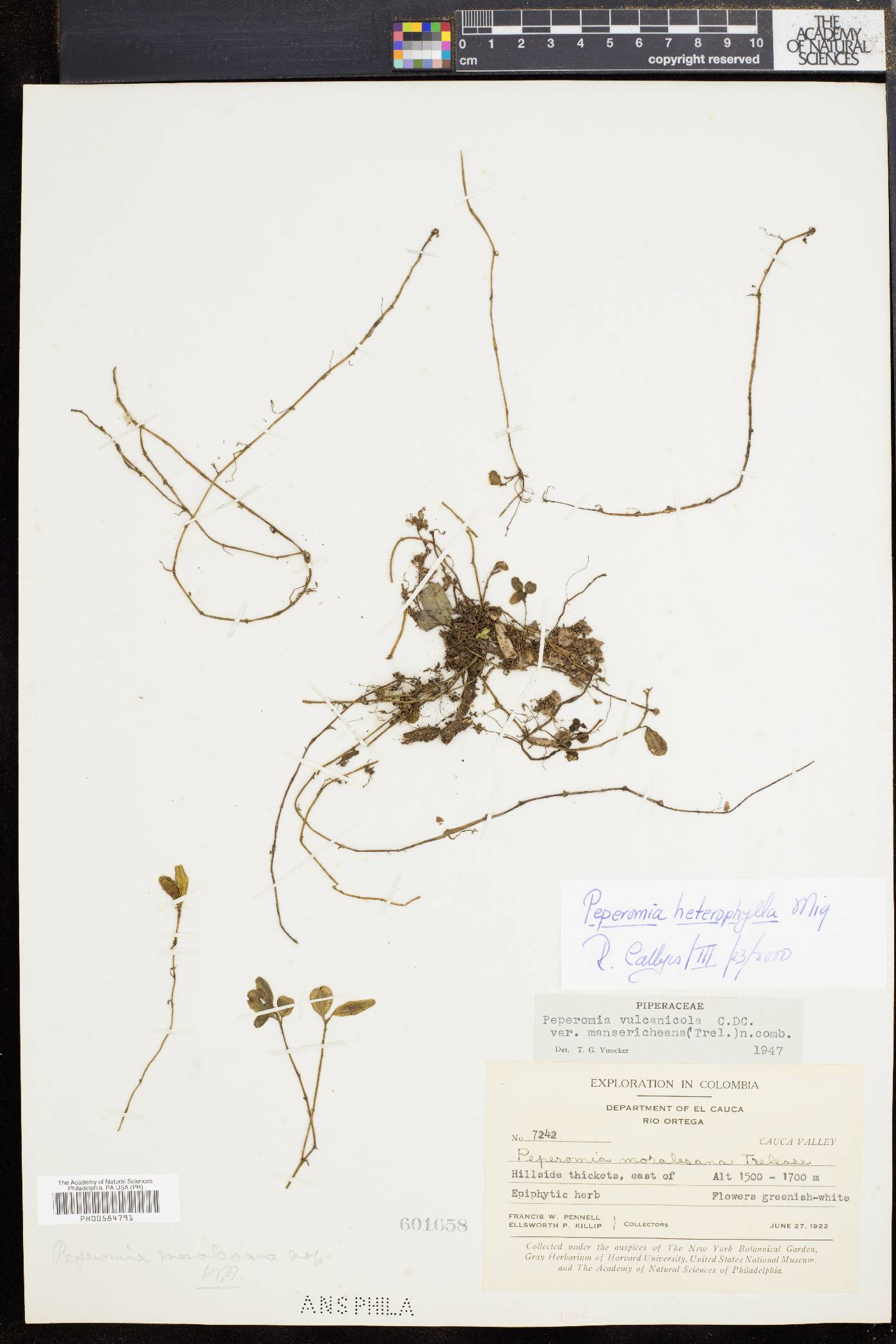 Peperomia heterophylla image