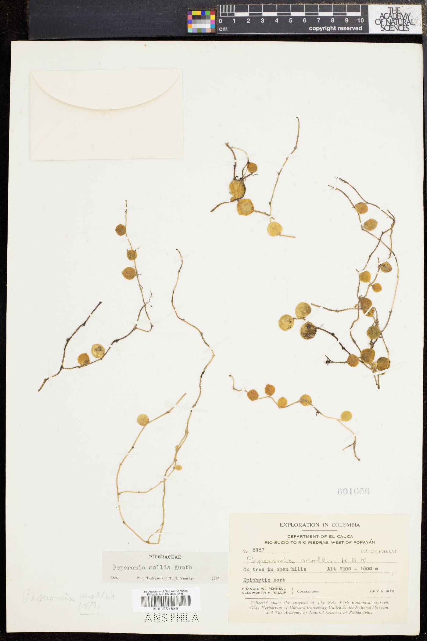 Peperomia mollis image