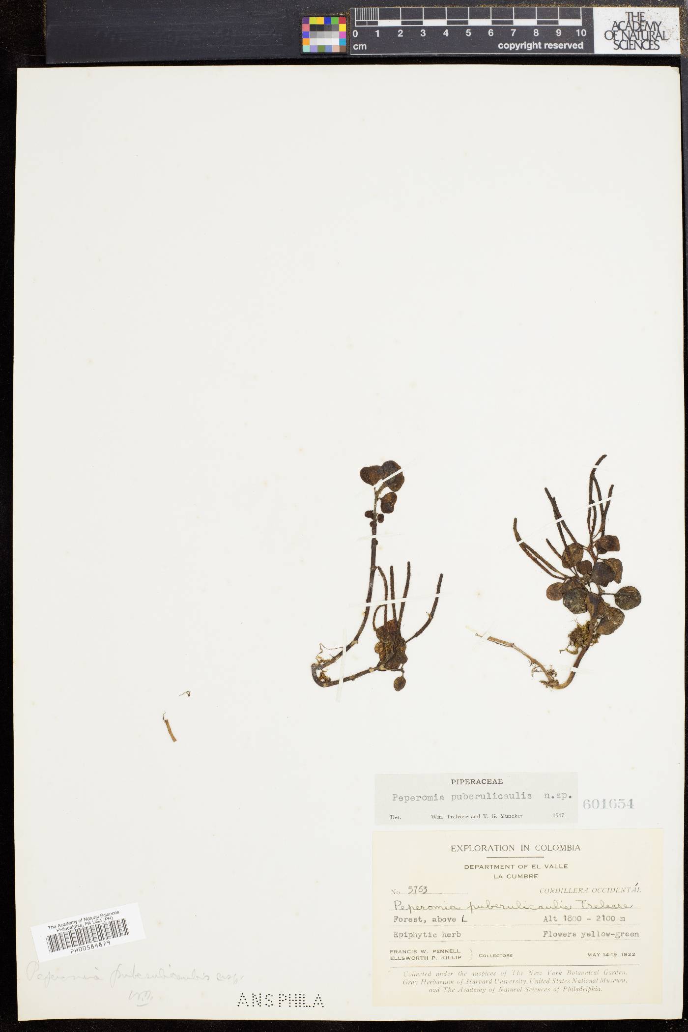 Peperomia puberulicaulis image