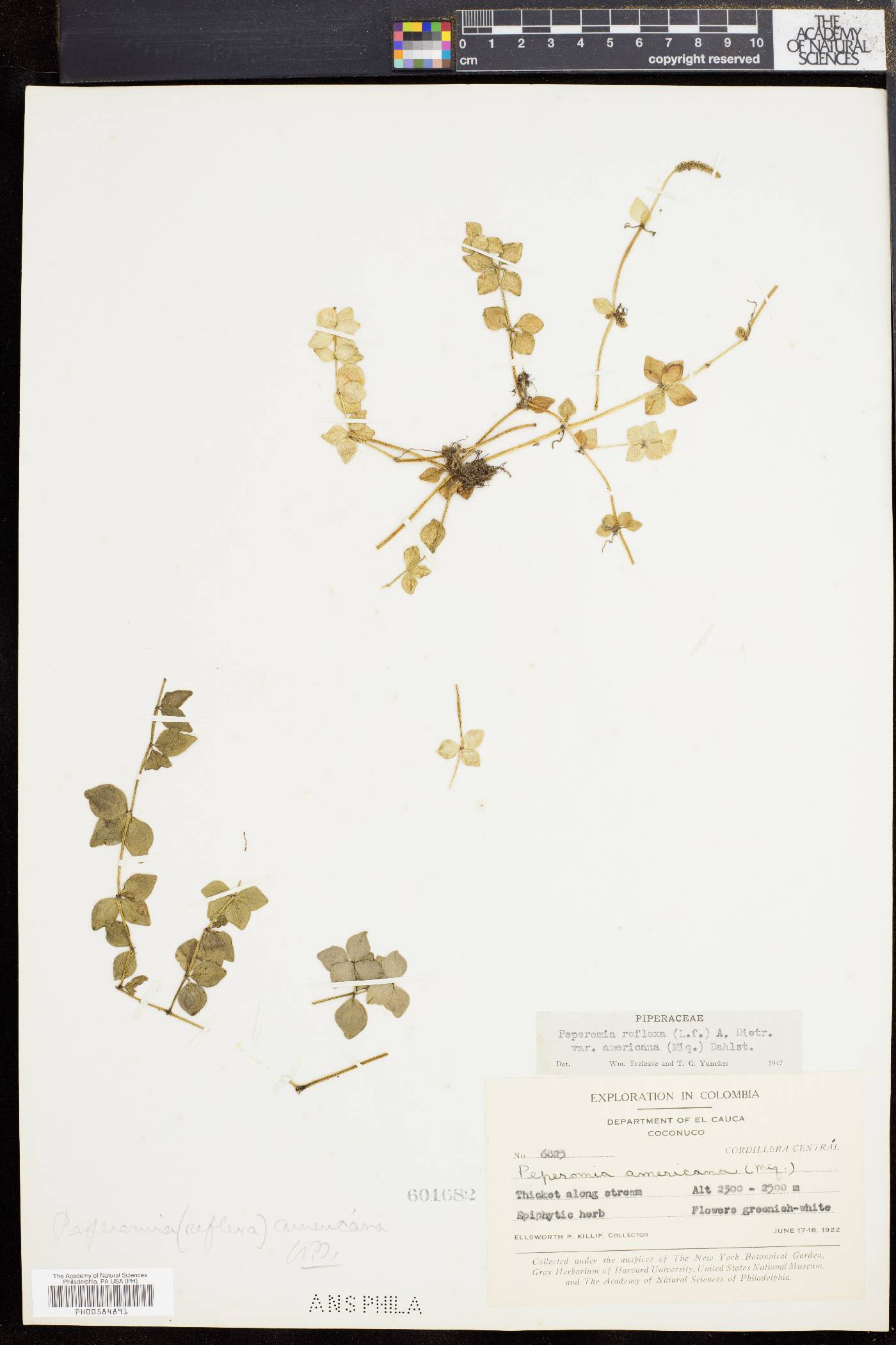 Peperomia reflexa f. americana image