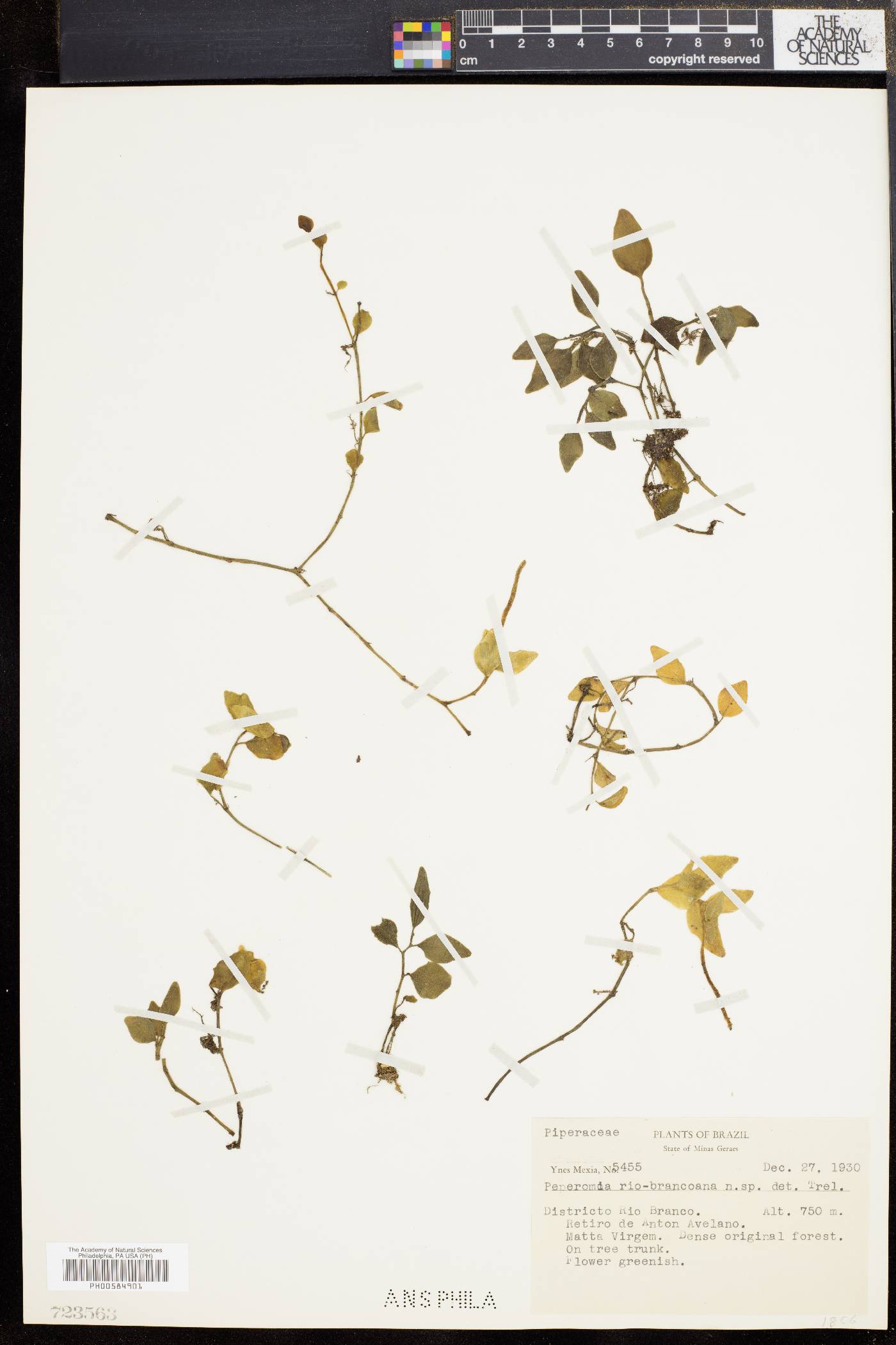 Peperomia rioblancoana image