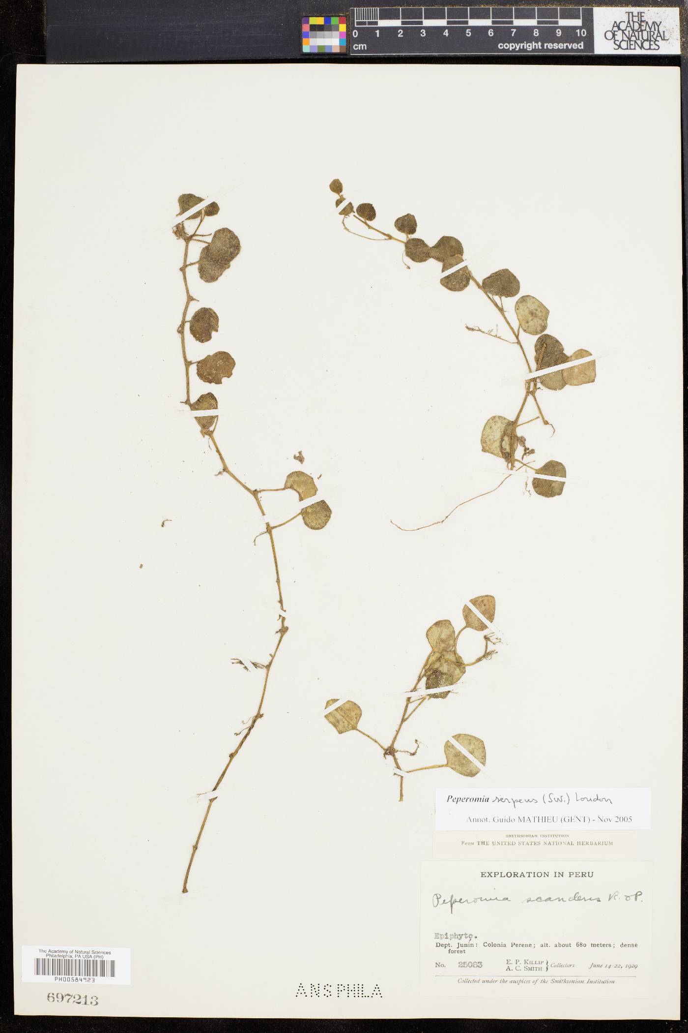 Peperomia serpens image