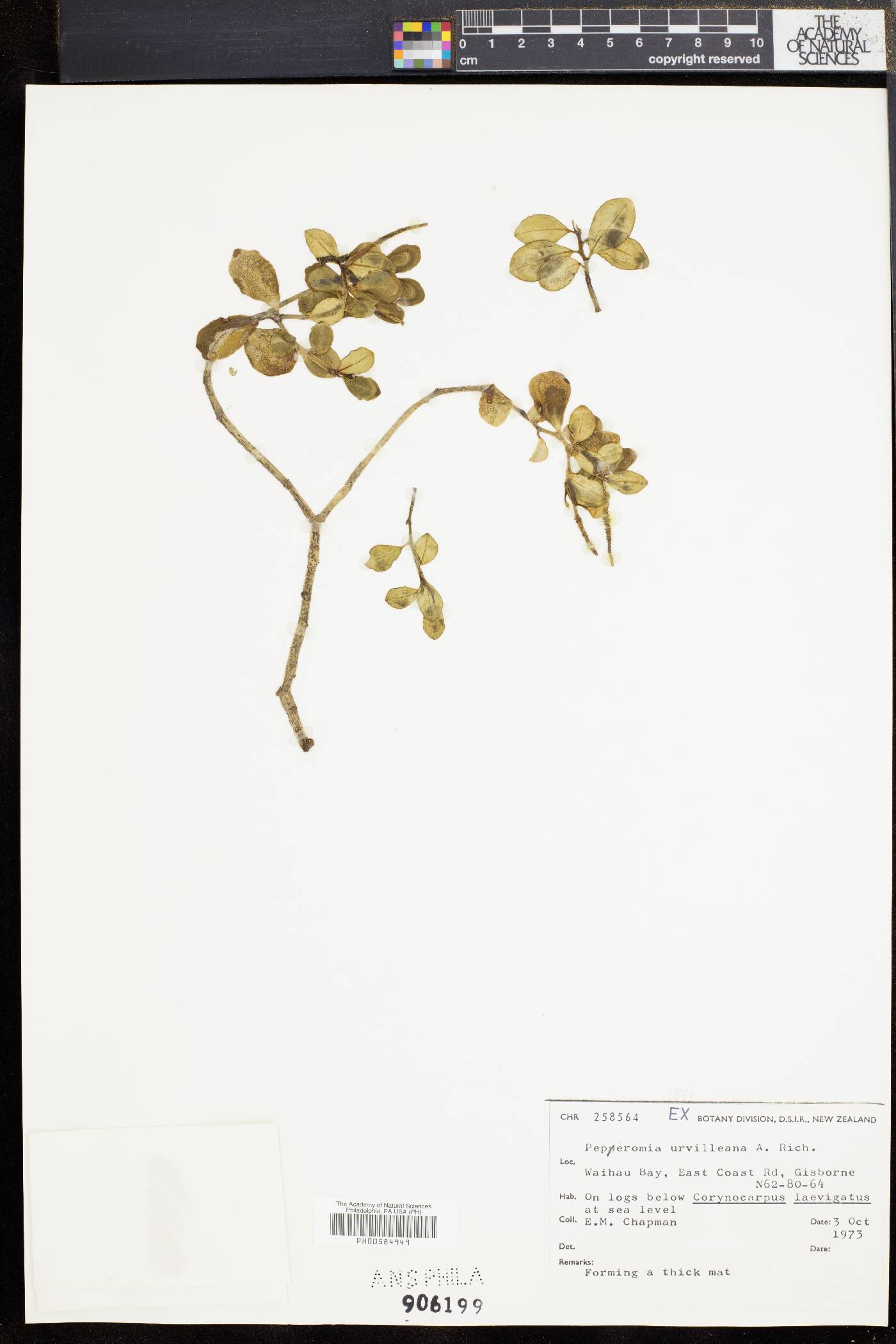 Peperomia urvilleana image