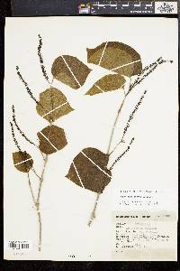 Media resource of Piper abalienatum