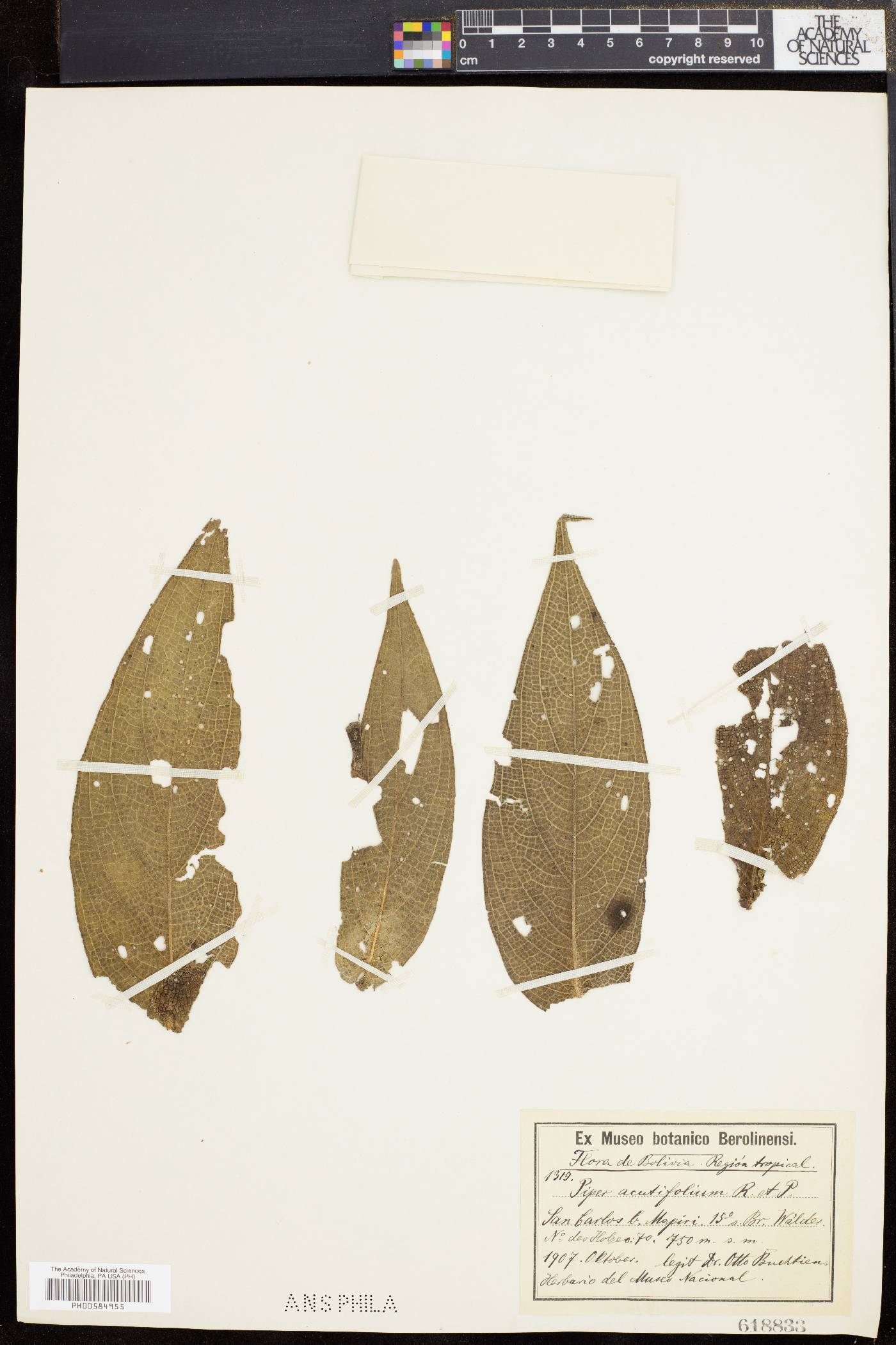 Piper acutifolium image