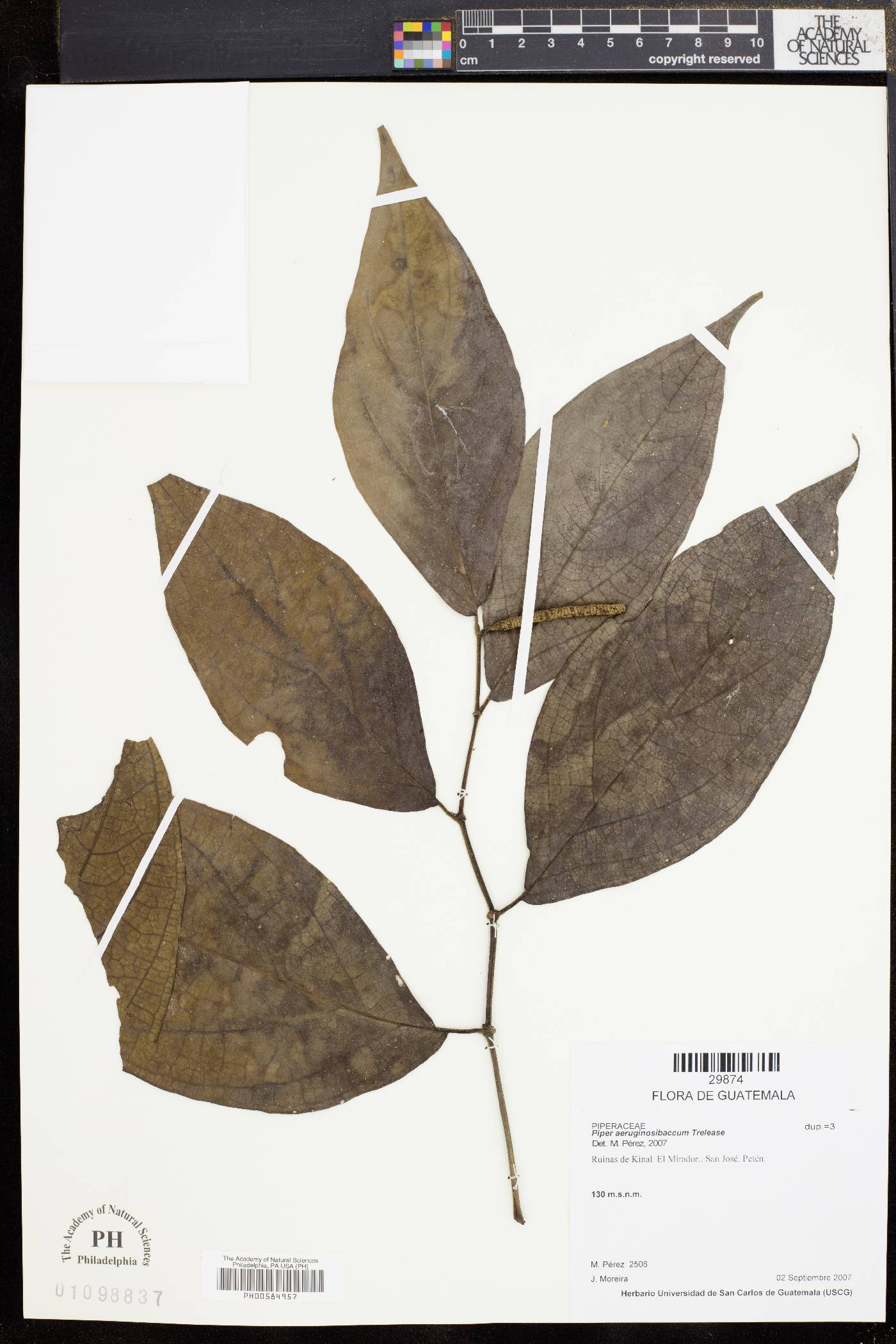 Piper aeruginosibaccum image