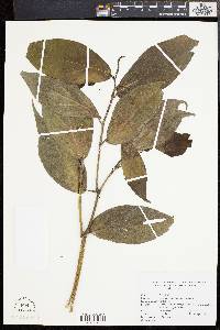 Piper aeruginosibaccum image