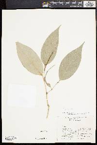 Media resource of Piper aequale