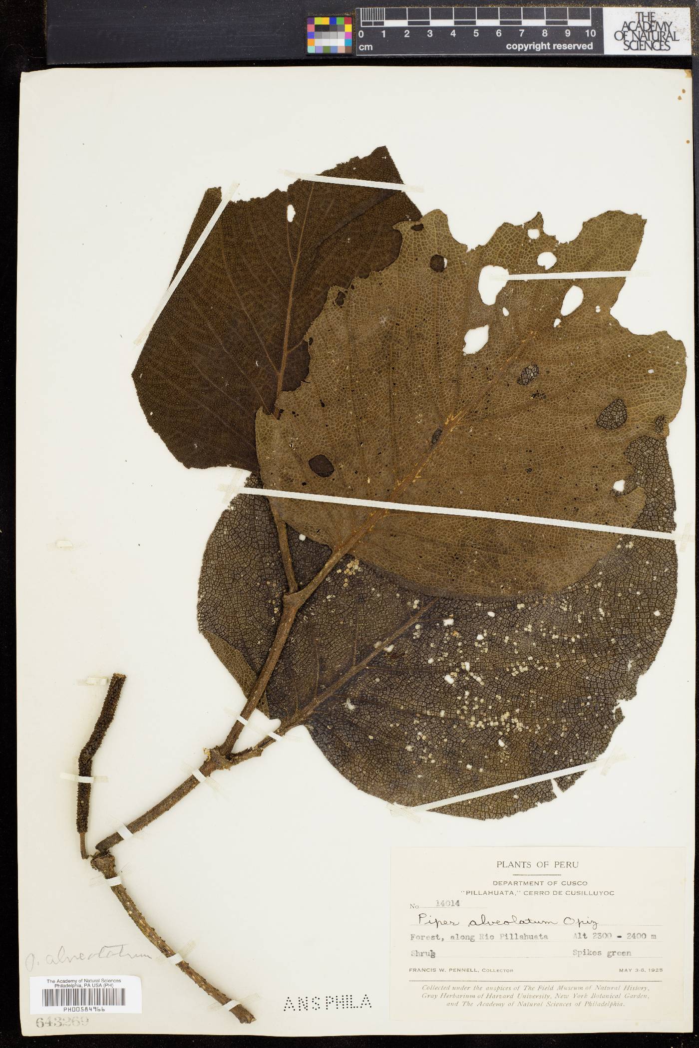 Piper alveolatum image
