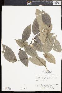 Piper anonifolium image