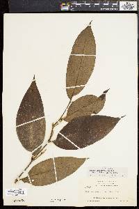 Piper arboreum var. hirtellum image