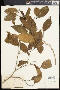 Piper blattarum image