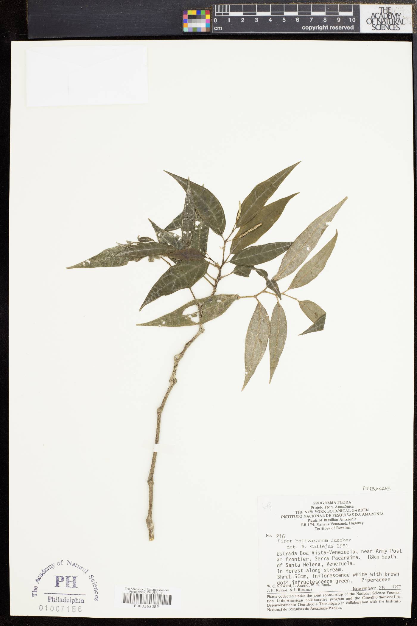 Piper bolivaranum image
