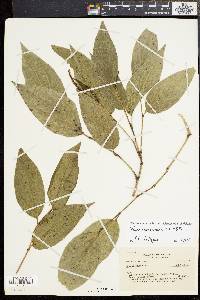 Piper crassinervium image