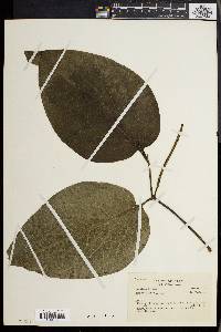 Piper tectoniifolium image