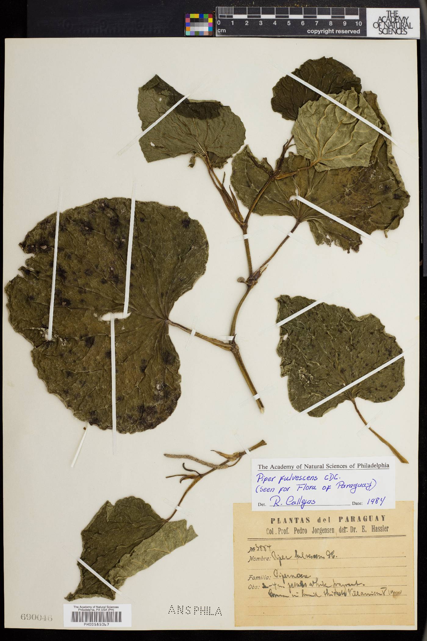 Piper fulvescens image