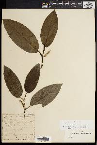 Piper glabrescens image