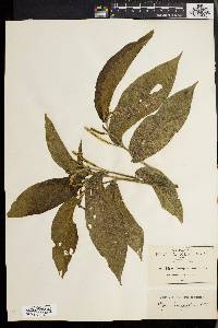 Piper leucophyllum image