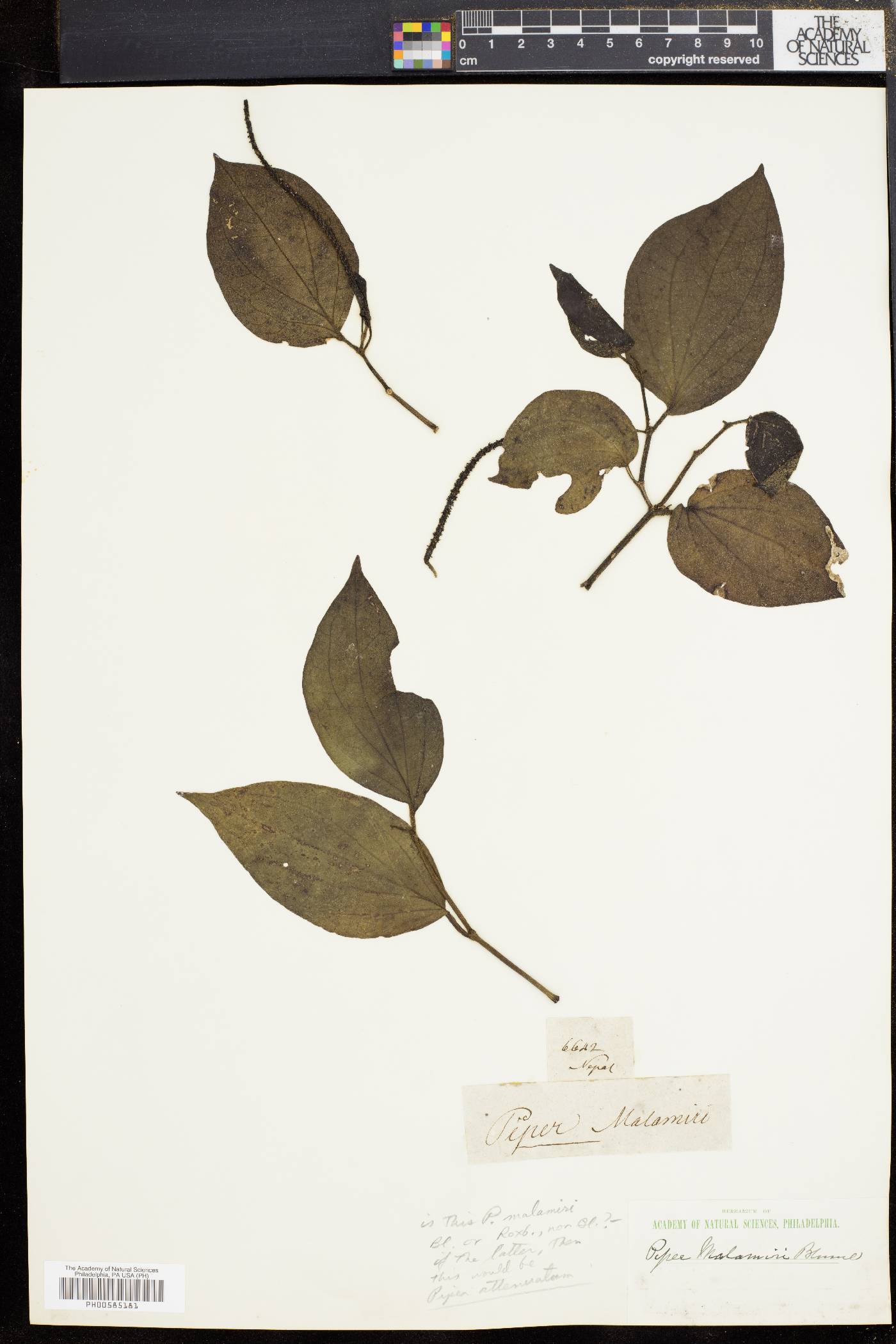 Piper malamiris image