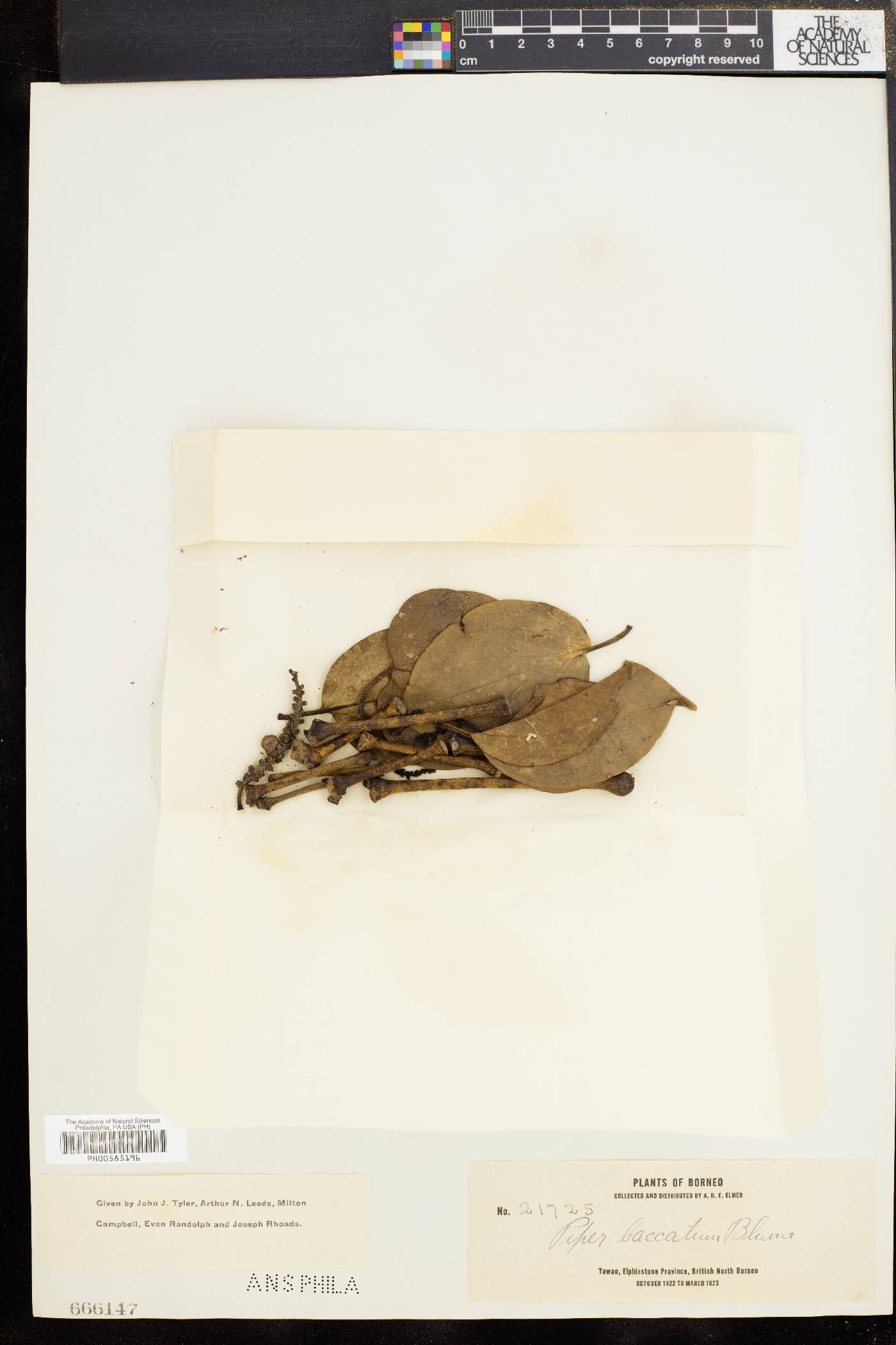 Piper baccatum image