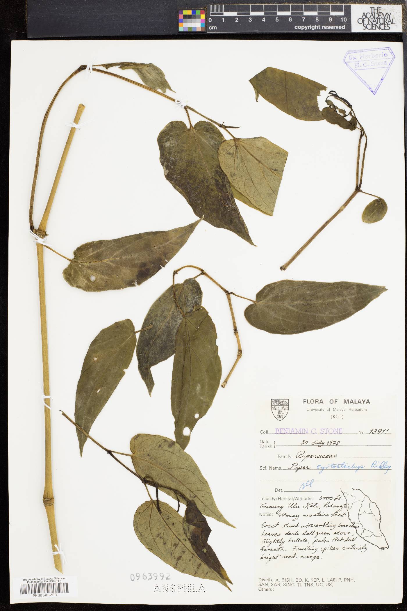 Piper cyrtostachys image