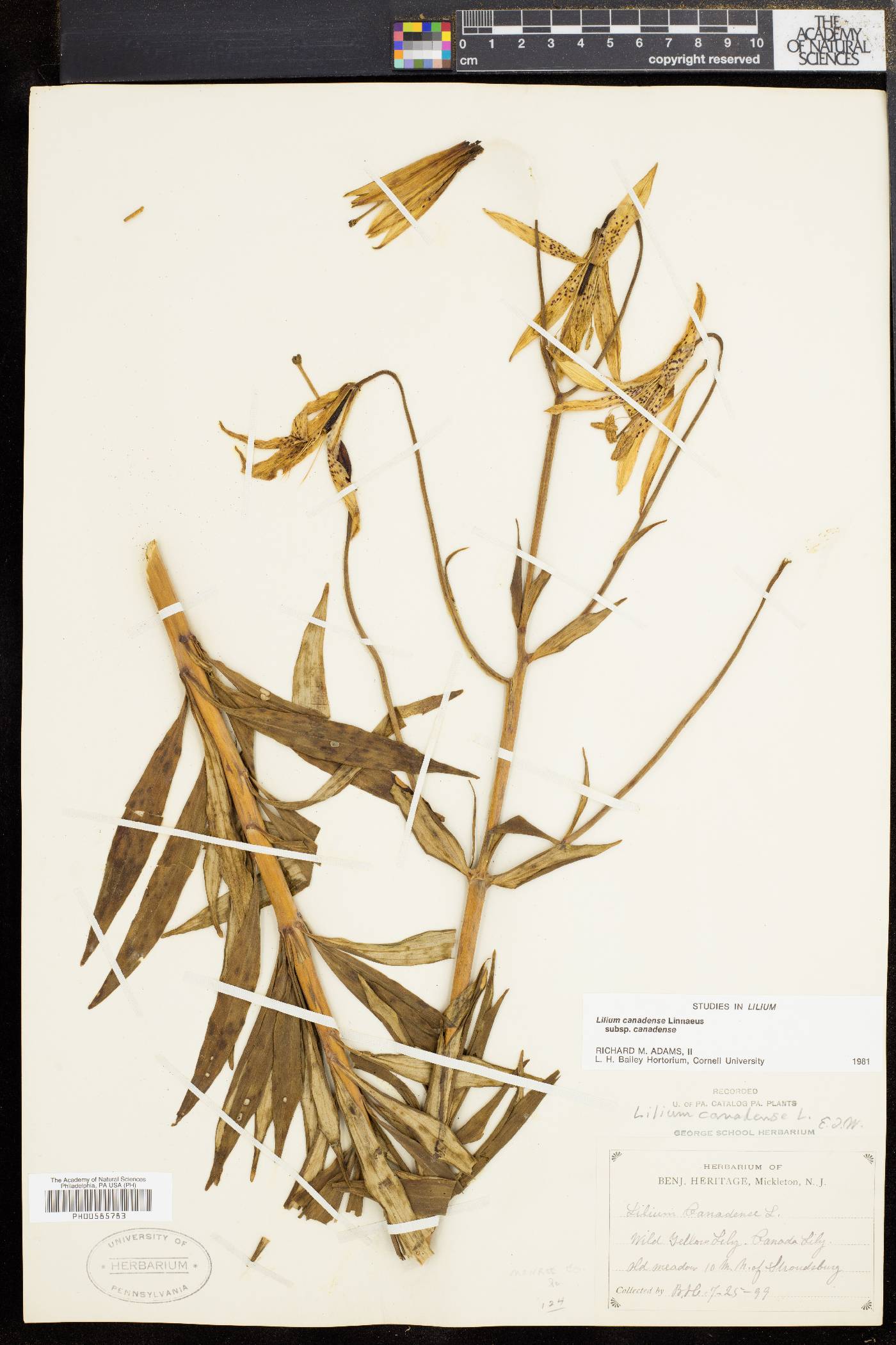 Lilium canadense image