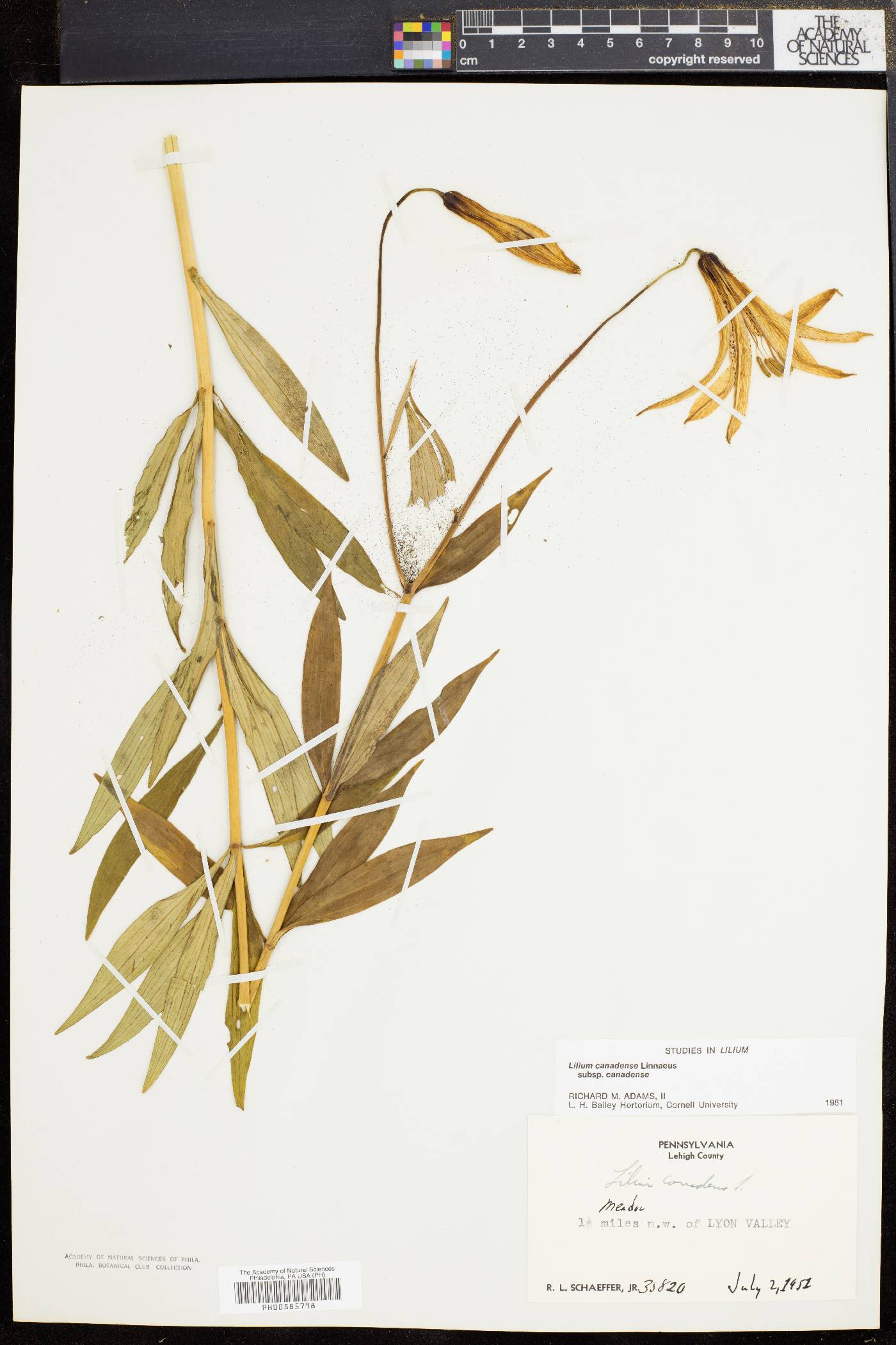 Lilium canadense subsp. canadense image